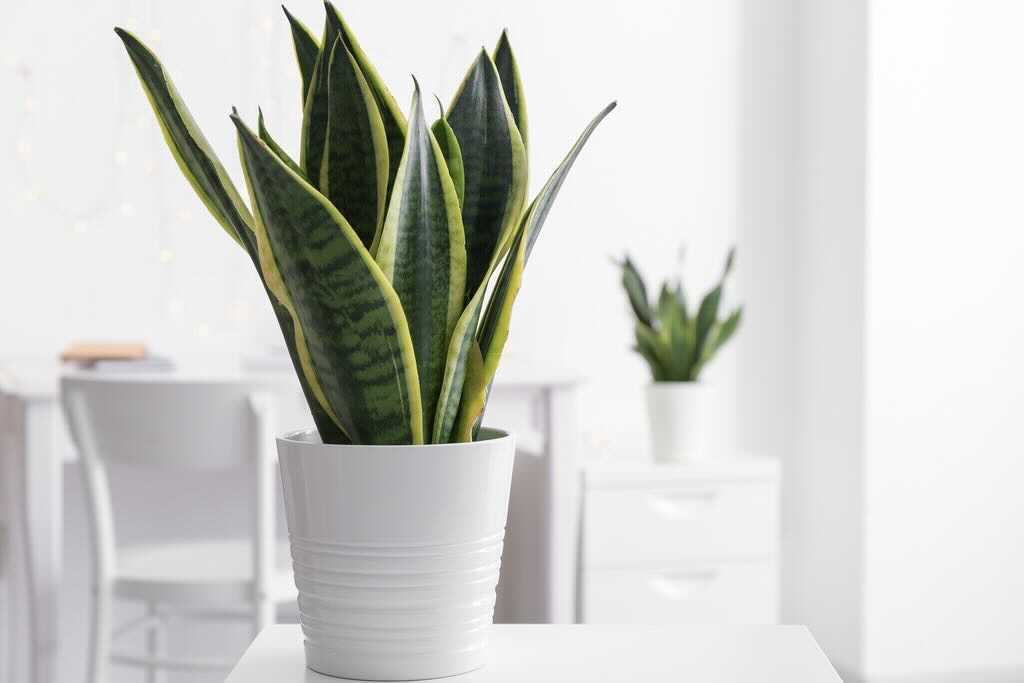 Plant Mom Alert! | 5 Best Indoor Houseplants